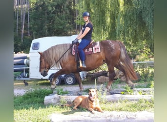 Trait de la Forêt Noire Croisé, Jument, 14 Ans, 152 cm, Rouan Rouge