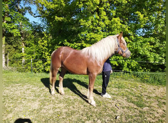 Trait de la Forêt Noire, Jument, 2 Ans, Alezan brûlé