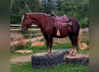 Trait de la Forêt Noire, Jument, 3 Ans, 148 cm, Alezan brûlé