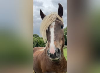 Trait de la Forêt Noire, Jument, 3 Ans, 154 cm, Alezan