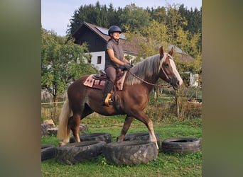 Trait de la Forêt Noire Croisé, Jument, 3 Ans, 157 cm, Alezan