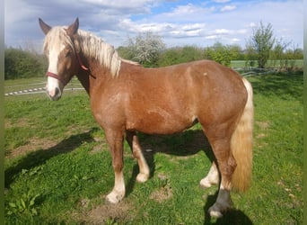 Trait de la Forêt Noire, Jument, 4 Ans, 152 cm, Alezan