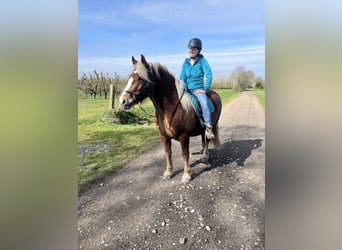 Trait de la Forêt Noire, Jument, 5 Ans, 145 cm