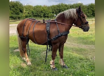 Trait de la Forêt Noire, Jument, 5 Ans, 150 cm, Alezan brûlé