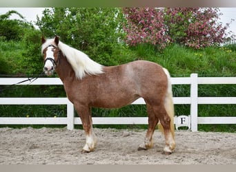 Trait de la Forêt Noire, Jument, 5 Ans, 158 cm, Alezan brûlé