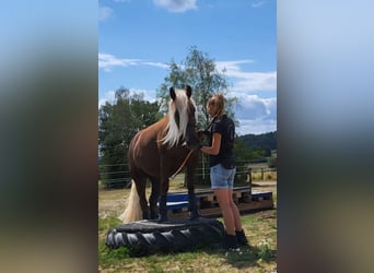 Trait de la Forêt Noire, Jument, 6 Ans, 152 cm, Alezan brûlé