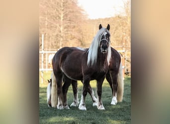Trait de la Forêt Noire, Jument, 6 Ans, 152 cm, Alezan brûlé