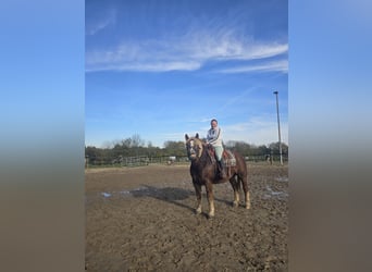 Trait de la Forêt Noire Croisé, Jument, 6 Ans, 158 cm, Alezan brûlé