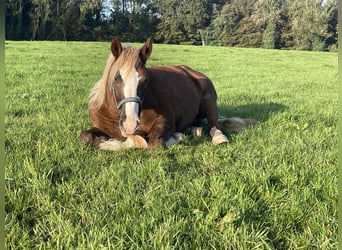Trait de la Forêt Noire Croisé, Jument, 7 Ans, 156 cm