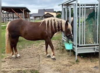 Trait de la Forêt Noire, Jument, 8 Ans, 154 cm