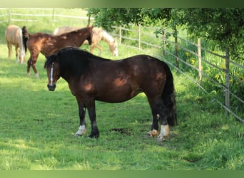 Trait de la Forêt Noire, Jument, 9 Ans, 154 cm, Bai
