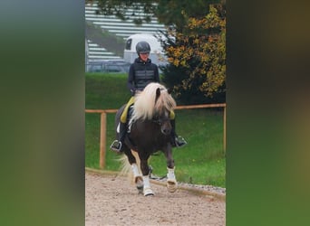 Trait de la Forêt Noire, Jument, 9 Ans, 156 cm, Alezan brûlé