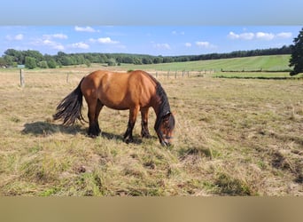 Trait de l'Altmark, Hongre, 10 Ans, 180 cm, Alezan