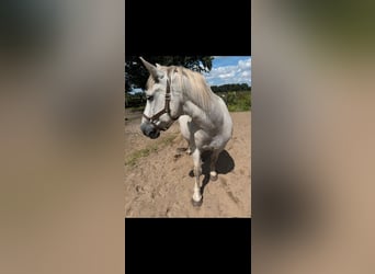 Trait de l'Altmark, Hongre, 19 Ans, 139 cm, Gris (bai-dun)