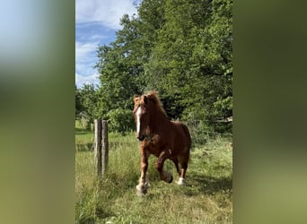 Trait du Schleswig, Hongre, 4 Ans, 170 cm, Alezan