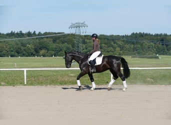 Trait du Schleswig, Hongre, 6 Ans, 163 cm, Noir