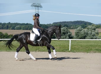 Trait du Schleswig, Hongre, 6 Ans, 163 cm, Noir