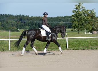 Trait du Schleswig, Hongre, 6 Ans, 163 cm, Noir