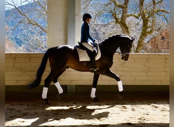 Trakehnare Blandning, Hingst, 16 år, 176 cm, Rökfärgad svart