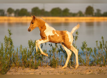 Trakehnare, Hingst, 1 år, 162 cm, Pinto