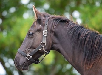 Trakehnare, Hingst, 1 år, 166 cm, Svart
