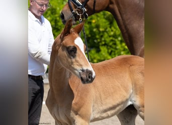 Trakehnare, Hingst, 1 år, 167 cm, Fux