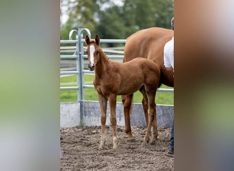 Trakehnare, Hingst, 1 år, 170 cm, fux