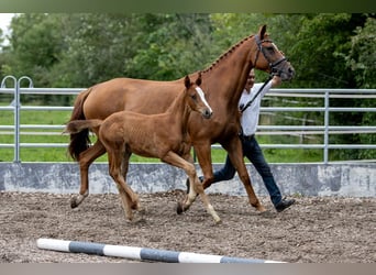 Trakehnare, Hingst, 1 år, 170 cm, fux