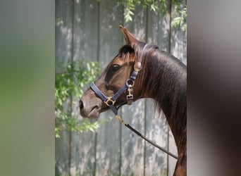 Trakehnare, Hingst, 1 år, 170 cm, Svart