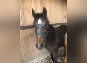 Trakehnare, Hingst, 1 år, Grå
