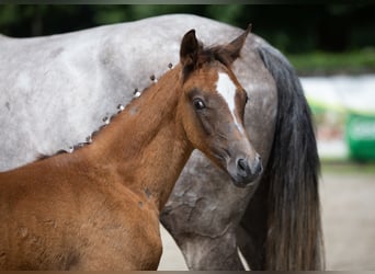 Trakehnare, Hingst, 1 år, Grå