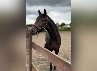 Trakehnare, Hingst, 2 år, 162 cm, Mörkbrun