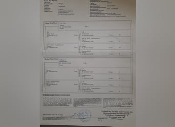 Trakehnare, Hingst, 2 år, 163 cm, Brun