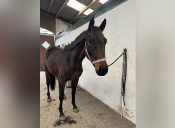 Trakehnare, Hingst, 2 år, 165 cm, Brun