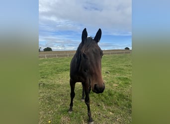 Trakehnare, Hingst, 2 år, 165 cm, Brun