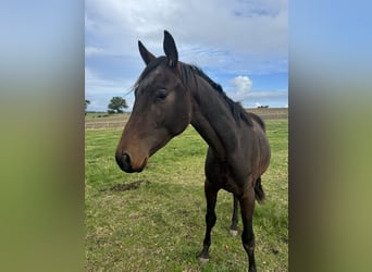 Trakehnare, Hingst, 2 år, 165 cm, Brun