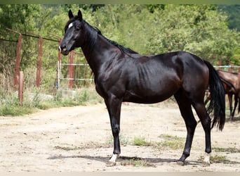 Trakehnare, Hingst, 2 år, 165 cm, Rökfärgad svart