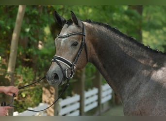 Trakehnare, Hingst, 2 år, 166 cm, Grå