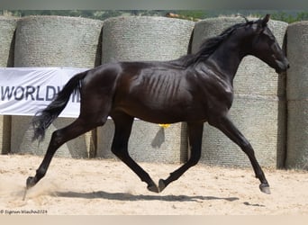 Trakehnare, Hingst, 2 år, 168 cm, Rökfärgad svart