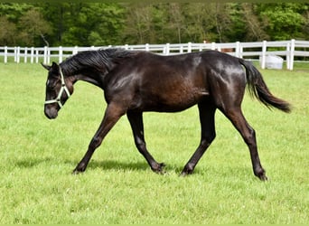 Trakehnare, Hingst, 2 år, 168 cm, Rökfärgad svart