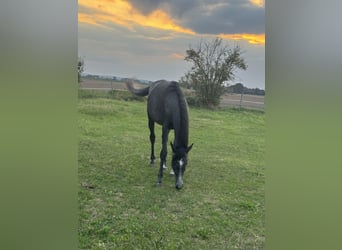 Trakehnare, Hingst, 2 år, 170 cm, Grå-mörk-brun