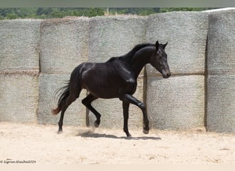 Trakehnare, Hingst, 2 år, 170 cm, Rökfärgad svart