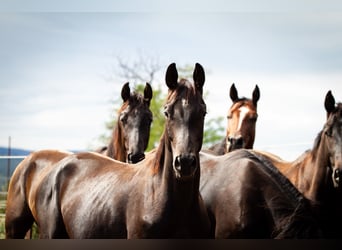 Trakehnare, Hingst, 2 år, 170 cm, Rökfärgad svart