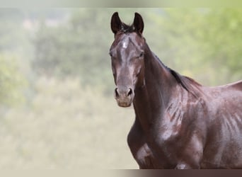 Trakehnare, Hingst, 2 år, 170 cm, Rökfärgad svart