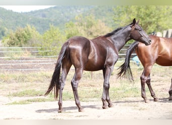 Trakehnare, Hingst, 2 år, 170 cm, Rökfärgad svart