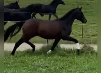 Trakehnare, Hingst, 2 år, 172 cm, Mörkbrun