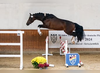 Trakehnare, Hingst, 4 år, 163 cm, Pinto