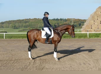 Trakehner, Hengst, 4 Jahre, 169 cm, Brauner