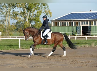 Trakehner, Hengst, 4 Jahre, 169 cm, Brauner