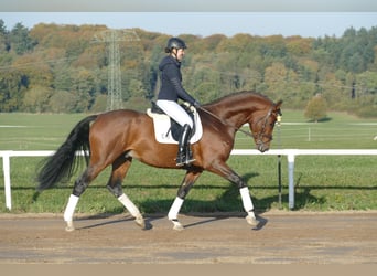 Trakehner, Hengst, 4 Jahre, 169 cm, Brauner